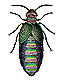 Blister beetles (Meloidae)