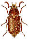 Scarab beetles (Scarabaeidae)