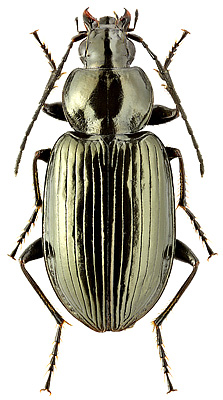 Carabidae: Agonum versutum Sturm, 1824
