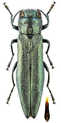 Buprestidae: Agrilus tschitscherini Semenov, 1895
