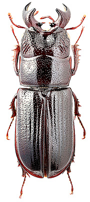 Lucanidae: Ceruchus piceus Weber