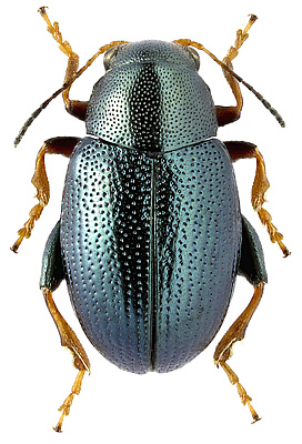 Chrysomelidae: Chaetocnema grandis Pic, 1909