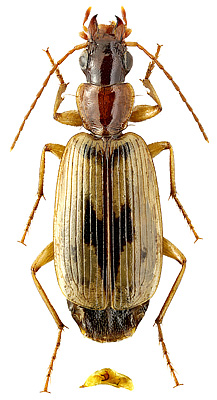 Carabidae: Cymindis andreae Menetrie, 1832