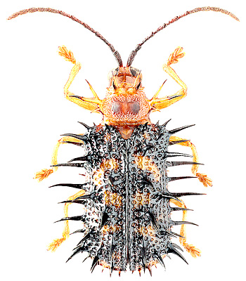 Chrysomelidae: Dicladispa armigera (Ol.)