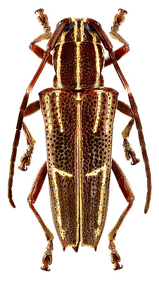 Cerambycidae: Glenea acuta (F.)