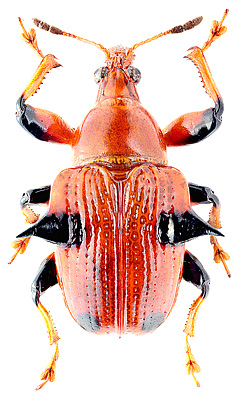Attelabidae: Lamprolabus bispinosus (Gyll.)