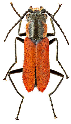 Malachiidae: Malachius coccineus Waltl, 1838