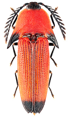 Elateridae: Pachyderes sp.