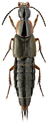 Staphylinidae: Philonthus marginatus (O. Muller, 1763)