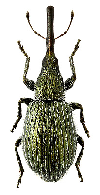 Apionidae: Phrissotrichum tubiferum (Gyllenhal, 1883)