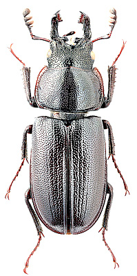 Lucanidae: Platycerus virescens (F.)