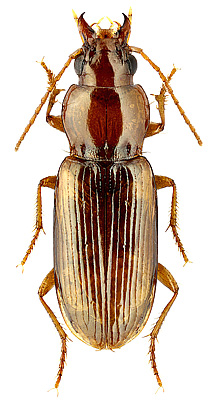Carabidae: Pogonistes angustus (Gebler, 1830)