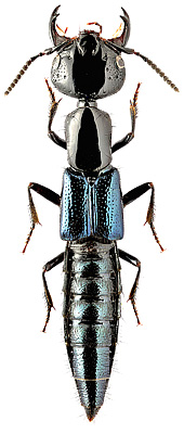 Staphylinidae: Thyreocephalus cf. salvini (Sharp)