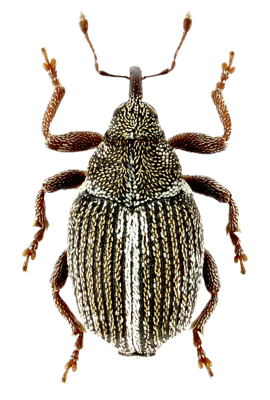 Ceutorhynchus piceolatus (Ch. Bris.)