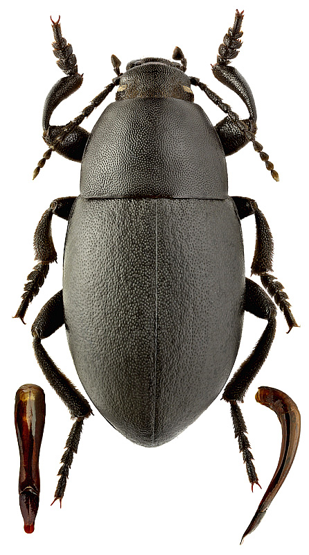 Oodescelis (Spinoodescelis) somocoeloides somocoeloides (Seidlitz, 1893)