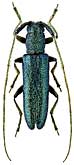 Cerambycidae: Agapanthia frivaldszkyi Gglb.