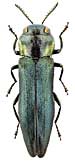 Buprestidae: Agrilus pseudocyaneus Ksw.