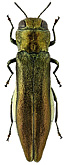 Buprestidae: Agrilus viduus Kerremans, 1914