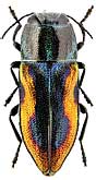 Buprestidae: Anthaxia lucens Küst.