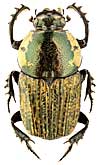 Scarabaeidae: Cheironitis eumenes (Gebler, 1860)