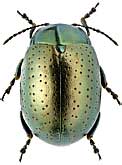 Chrysomelidae: Chrysolina hyperici (Forster, 1771)