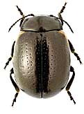 Chrysomelidae: Chrysolina sacarum (Weise, 1890)