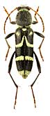 Cerambycidae: Clytus rhamni rhamni Germ.
