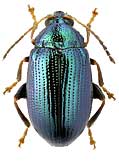 Chrysomelidae: Crepidodera obscuripes (Heikertinger, 1912)