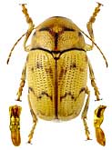Chrysomelidae: Cryptocephalus undulatus Suffrian, 1854