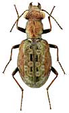 Carabidae: Elaphrus angusticollis R.F. Sahlb.