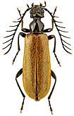 Pyrochroidae: Hemidendroides ledereri (Ferrari, 1869)