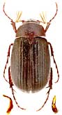 Scarabaeidae: Maladera renardi (Ball.)