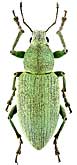 Curculionidae: Megamecus viridans (Ménétriés, 1849)