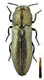 Buprestidae: Meliboeus cf. reitteri (Semenov, 1890)