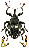 Curculionidae: Mogulones tyli (Roub.)