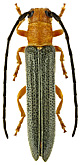 Cerambycidae: Oberea ruficeps F.-W.