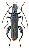Oedemeridae: Oedemera lucidicollis Motsch.