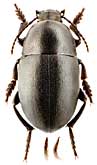 Tenebrionidae: Oodescelis (Convexoodescelis) brevipennis brevipennis (Kaszab)
