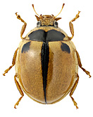 Coccinellidae: Propylea japonica (Thunb.)