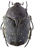 Scarabaeidae: Protaetia afflicta (Gory et Perch.)