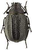 Tenebrionidae: Stalagmoptera tuberculatocostata solskyi Semenov et Scopin, 1951