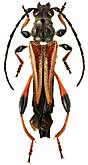 Cerambycidae: Stenopterus atricornis Pic, 1891