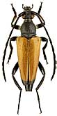 Cerambycidae: Stictoleptura sambucicola (Holz.)