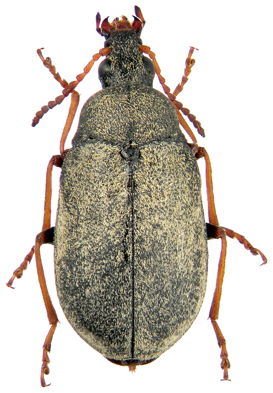 Mycterus tibialis Kuester, 1850