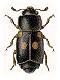 Sap beetles (Nitidulidae)