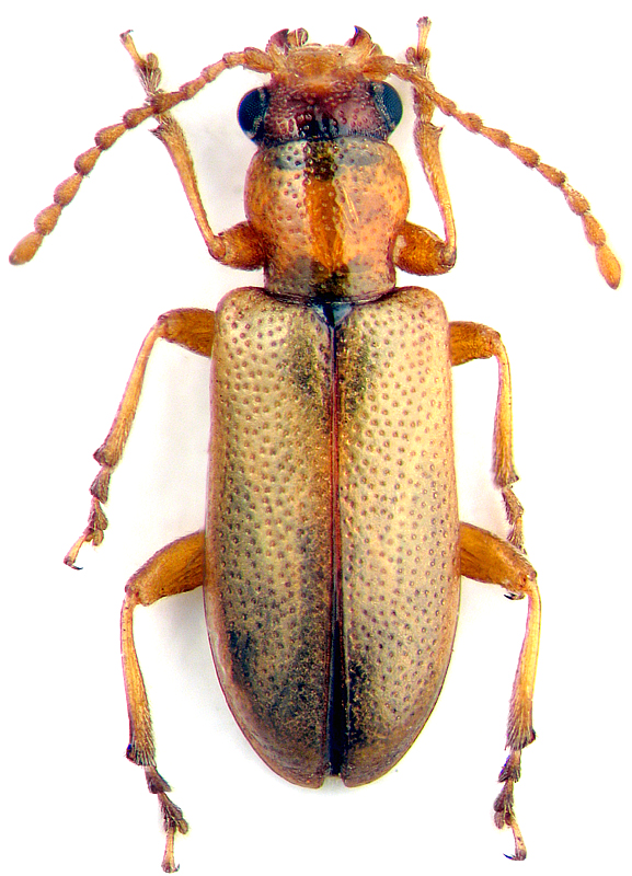 Orsodacne cerasii (L., 1758)