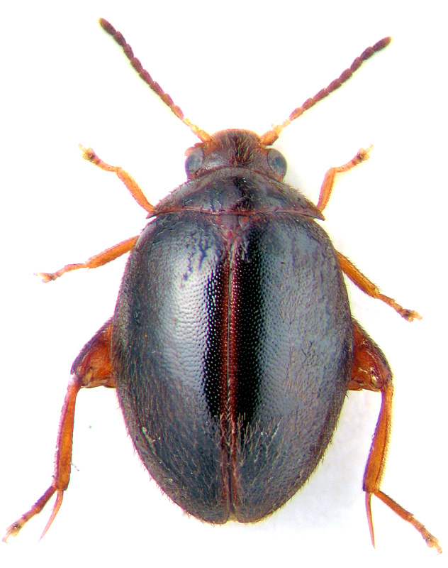 Scirtes haemisphericus L.