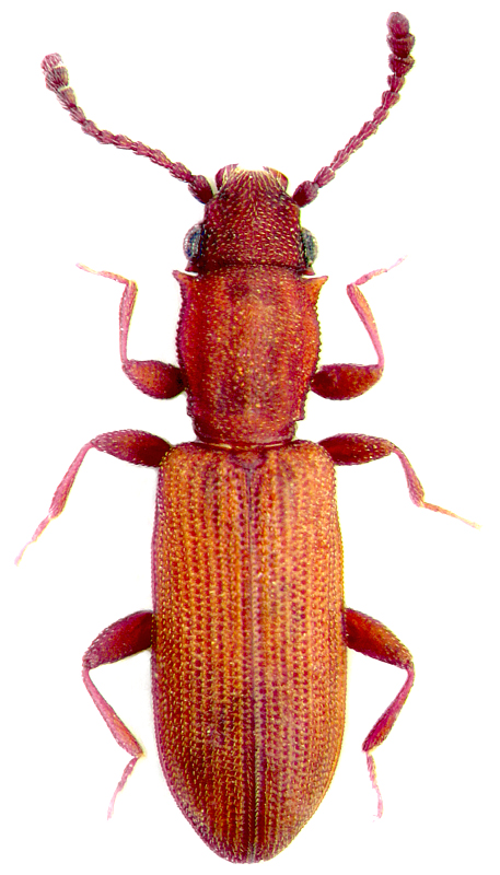 Silvanus bidentatus (F., 1792)