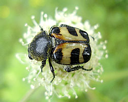 Trichius fasciatus (Linnaeus, 1758) (Scarabaeidae)