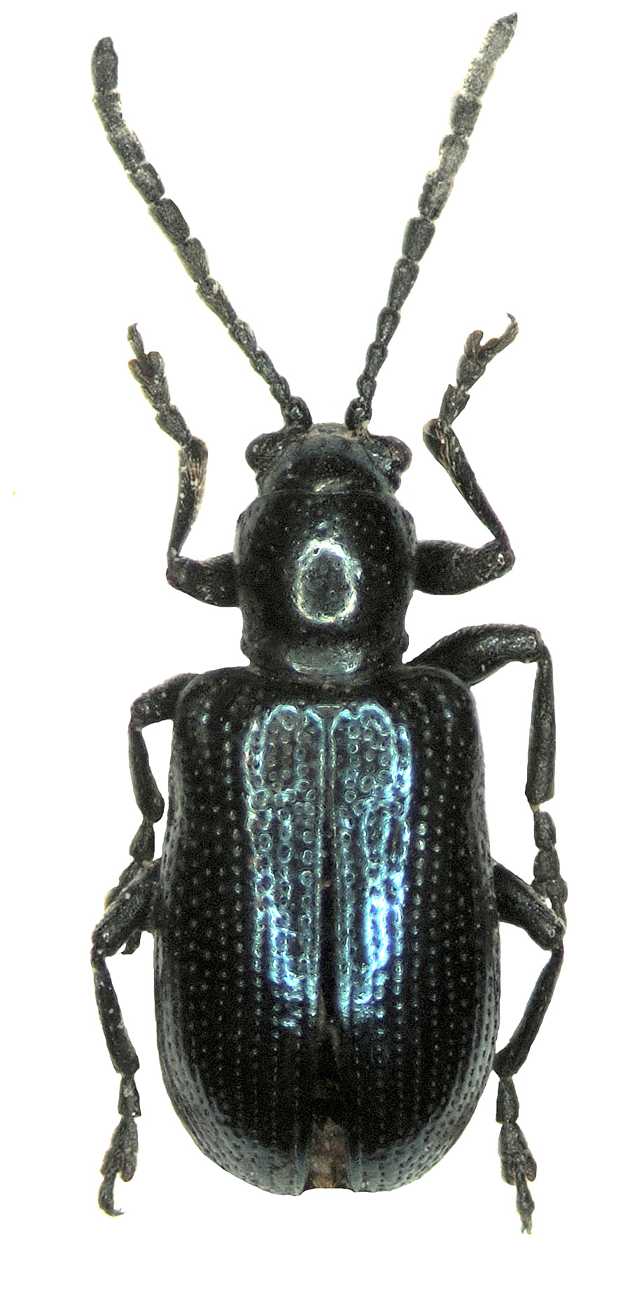 Oulema septentrionis Weise, 1880